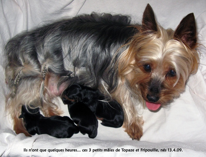 De Majolian - Australian Silky Terrier - Portée née le 13/04/2009
