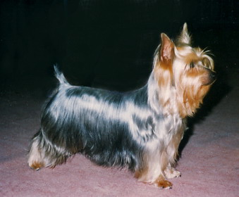 CH. Java bleue De majodian