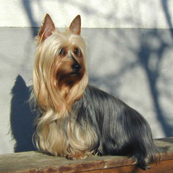 CH. Lune de miel De majodian