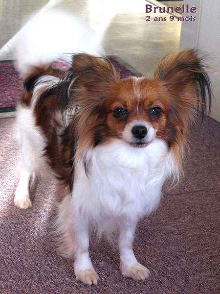 De Majolian Brunelle