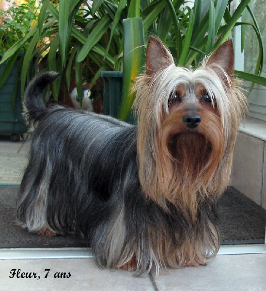 CH. De Majolian Une jolie fleur