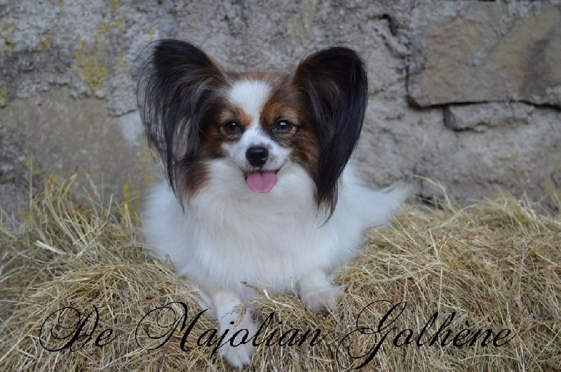 De Majolian Golhène