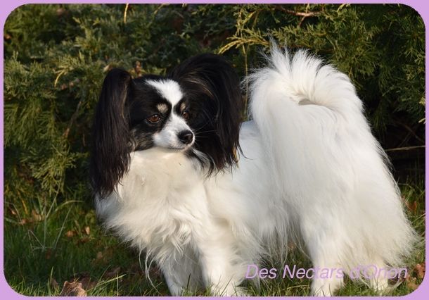 CH. De Majolian Jussiane